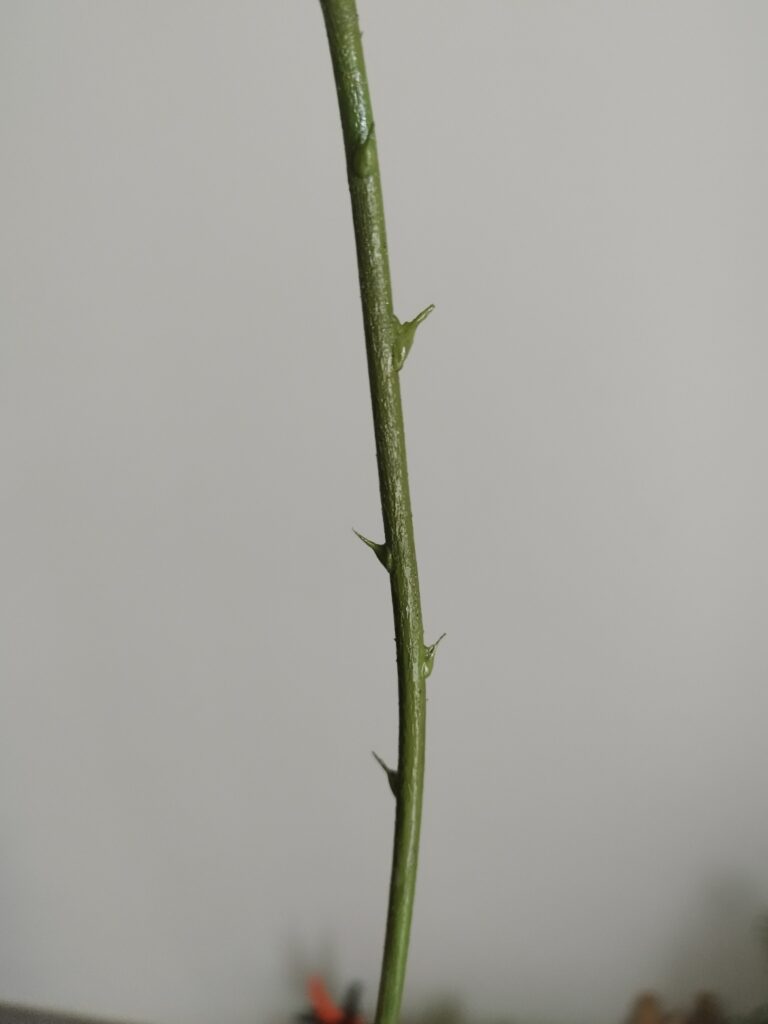 fabrication d'une tige de rose avec les épines. Fait à la main.