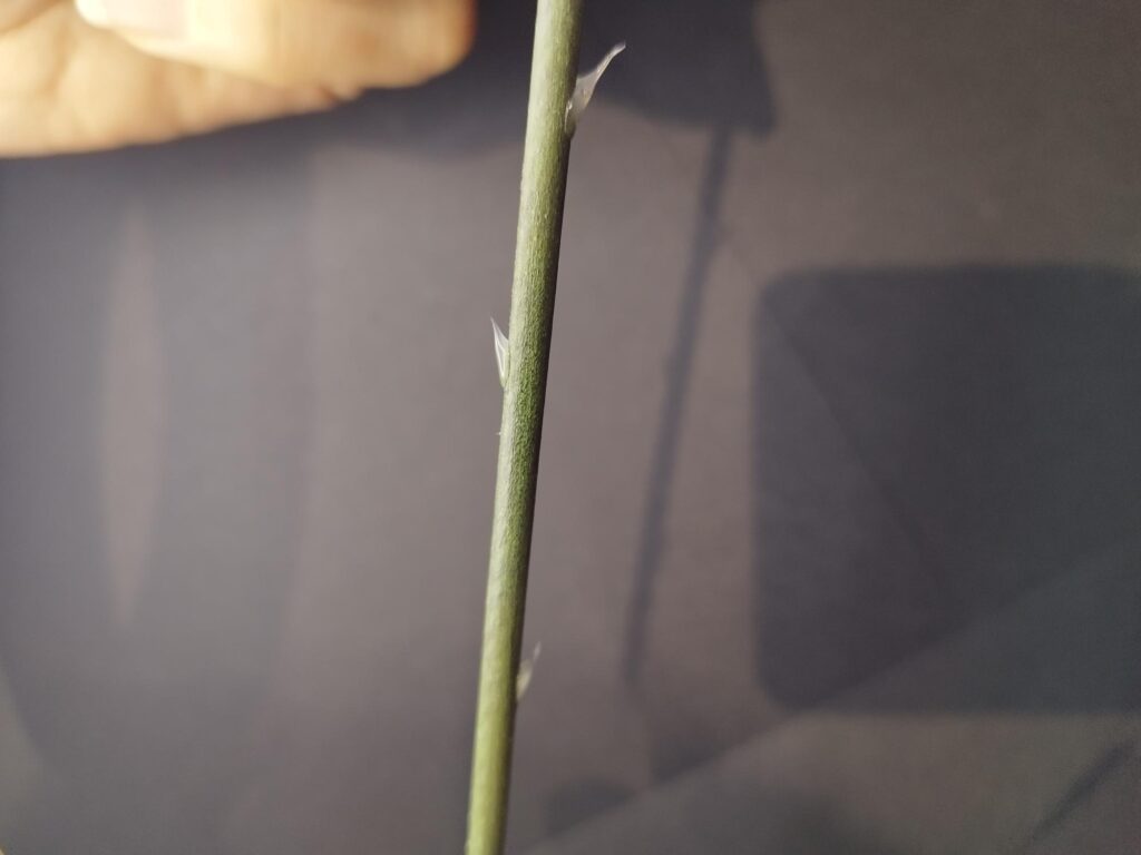 fabrication des épine d'une rose avec un pistolet à colle, création artisanale