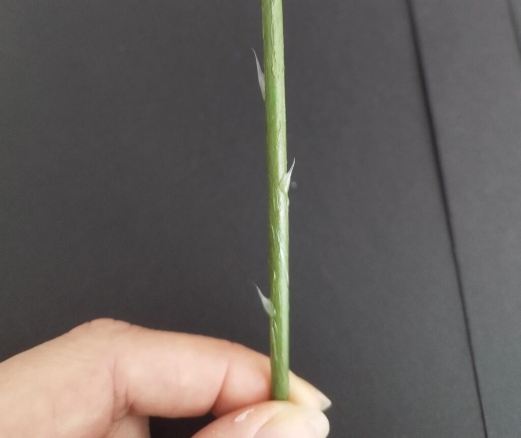 Fabrication d'épine de rose avec un pistolet à colle